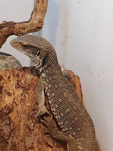 Aquarium «Tropical Treasures», reviews and photos, 3502 W Greenway Rd Suite 7, Phoenix, AZ 85053, USA