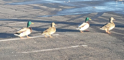 Amusement Park «Valleyfair», reviews and photos, 1 Valley Fair Dr, Shakopee, MN 55379, USA