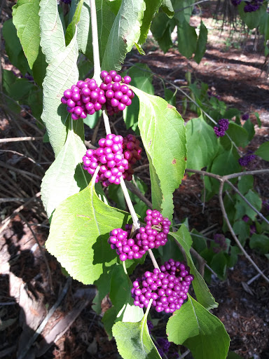 Park «Easterlin Park», reviews and photos, 1000 NW 38th St, Oakland Park, FL 33309, USA