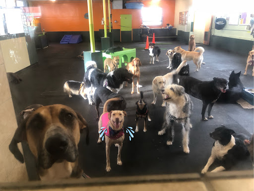 Fuzzy Buddy's Dog Daycare and Dog Training