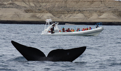 Whales Argentina