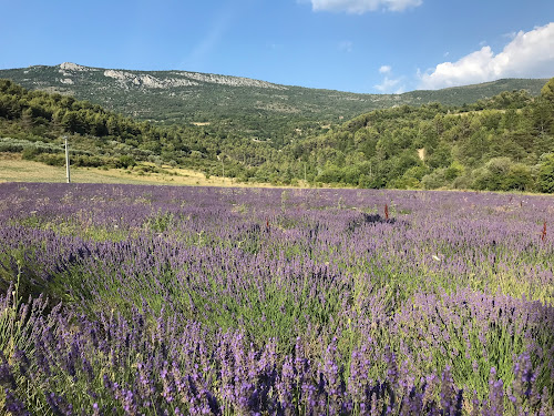 Champs de lavande à Plaisians