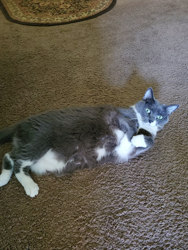 Pet Supply Store «Pet Supplies Plus», reviews and photos, 1970 Portage Trail, Cuyahoga Falls, OH 44223, USA