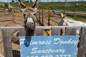 PrimRose Donkey Sanctuary image