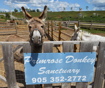 PrimRose Donkey Sanctuary
