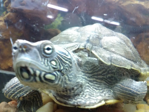 Tropical Fish Store «Two Turtles Pet Center», reviews and photos, 760 W Market St, Akron, OH 44303, USA