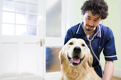 Lowesmoor House Veterinary Centre