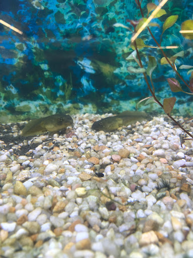 Pet Store «B & B Pet Stop, Inc.», reviews and photos, 5035 Cottage Hill Rd, Mobile, AL 36609, USA