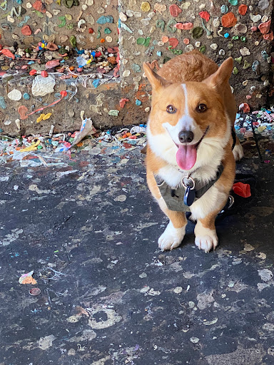 Tourist Attraction «Gum Wall», reviews and photos, 1428 Post Alley, Seattle, WA 98101, USA