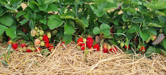Erdbeeren selber pflücken Jegenstorf