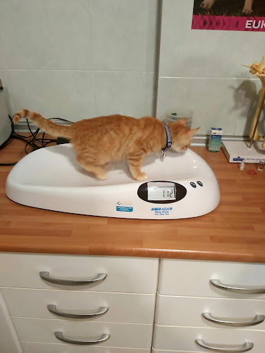 Clínica Veterinaria Sleuth en Urbanización los Vergeles