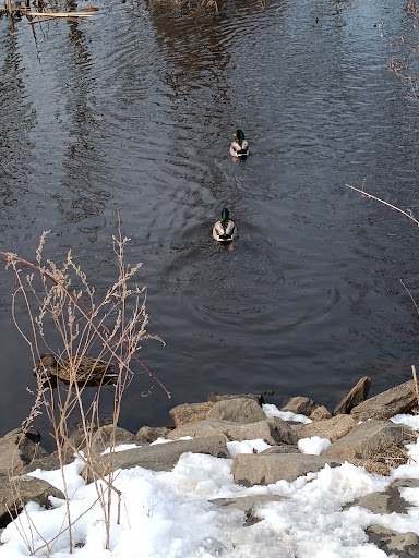 Park «Millennium Park», reviews and photos, 300 Gardner Street, West Roxbury, MA 02132, USA