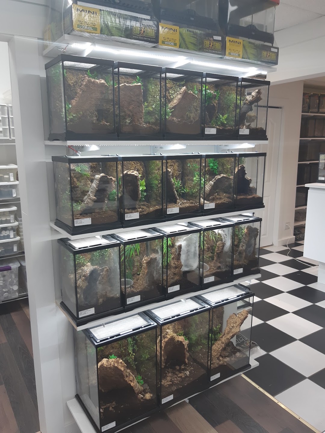 Tarantula Canada