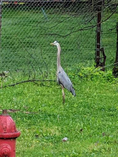 Golf Course «Westwood Country Club», reviews and photos, 800 Maple Ave E, Vienna, VA 22180, USA