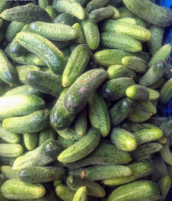 LE CORNICHON DE LA BAIE à Pontorson