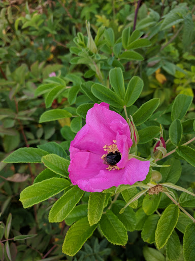 Park «Fremont Peak Park», reviews and photos, 4357 Palatine Ave N, Seattle, WA 98103, USA