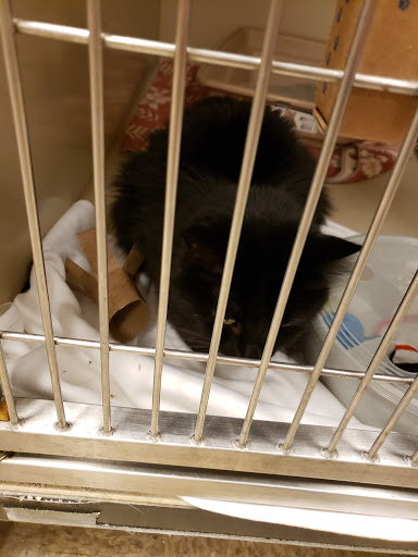 Pet Supply Store «PetSmart», reviews and photos, 1733 S Stapley Dr, Mesa, AZ 85204, USA