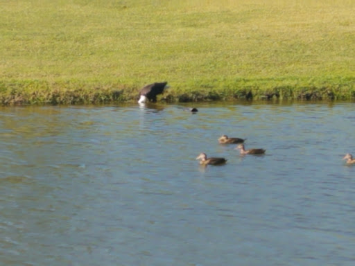 Country Club «Palmetto-Pine Country Club», reviews and photos, 1940 SW 9th Ct, Cape Coral, FL 33991, USA