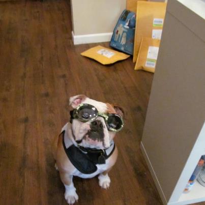 Pet Supply Store «Republic of Paws», reviews and photos, 2411 W Colorado Ave, Colorado Springs, CO 80904, USA