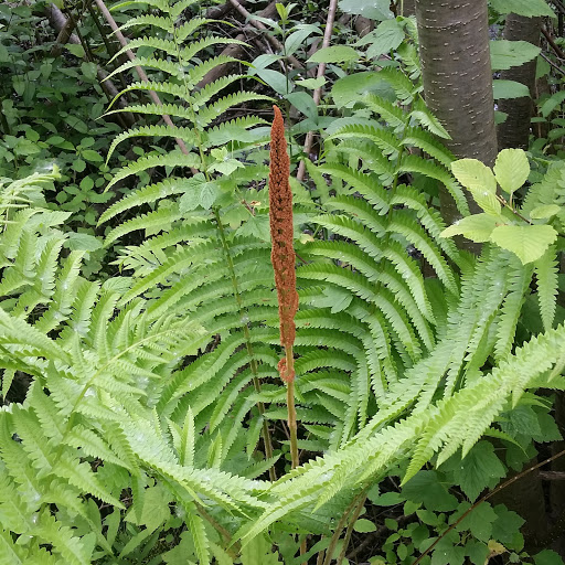 Nature Preserve «DeGraaf Nature Center», reviews and photos, 600 Graafschap Rd, Holland, MI 49423, USA