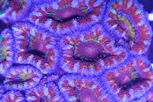 Corals-reeftech image