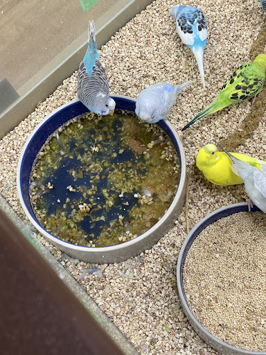 Pet Store «Petland Batavia», reviews and photos, 401 N Randall Rd, Batavia, IL 60510, USA