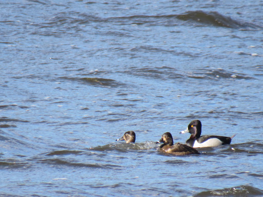 Public Golf Course «Newport News Golf Club at Deer Run», reviews and photos, 901 Clubhouse Way, Newport News, VA 23608, USA