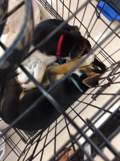 Pet Supply Store «Petco Animal Supplies», reviews and photos, 4665 Garth Rd #400, Baytown, TX 77521, USA