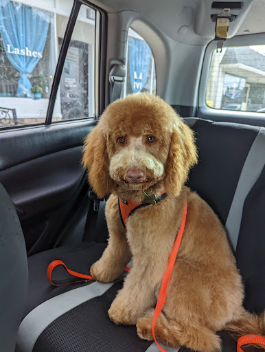 Lucky Dogs Grooming LLC