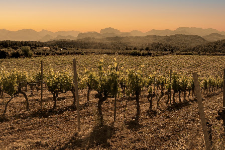 Bodegas | A MARU DE GASCONNE Camino Tolls dels Algars, 44623 Cretas, Teruel, España