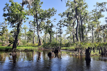 Maurepas Swamp Wildlife Management Area