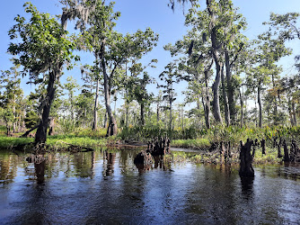 Maurepas Swamp Wildlife Management Area