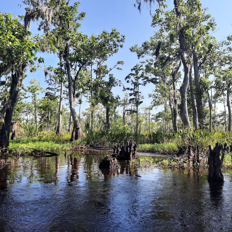 Maurepas Swamp Wildlife Management Area
