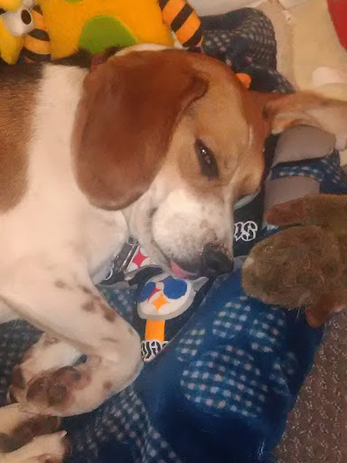 Pet Supply Store «PetSmart», reviews and photos, 620 N West End Blvd, Quakertown, PA 18951, USA