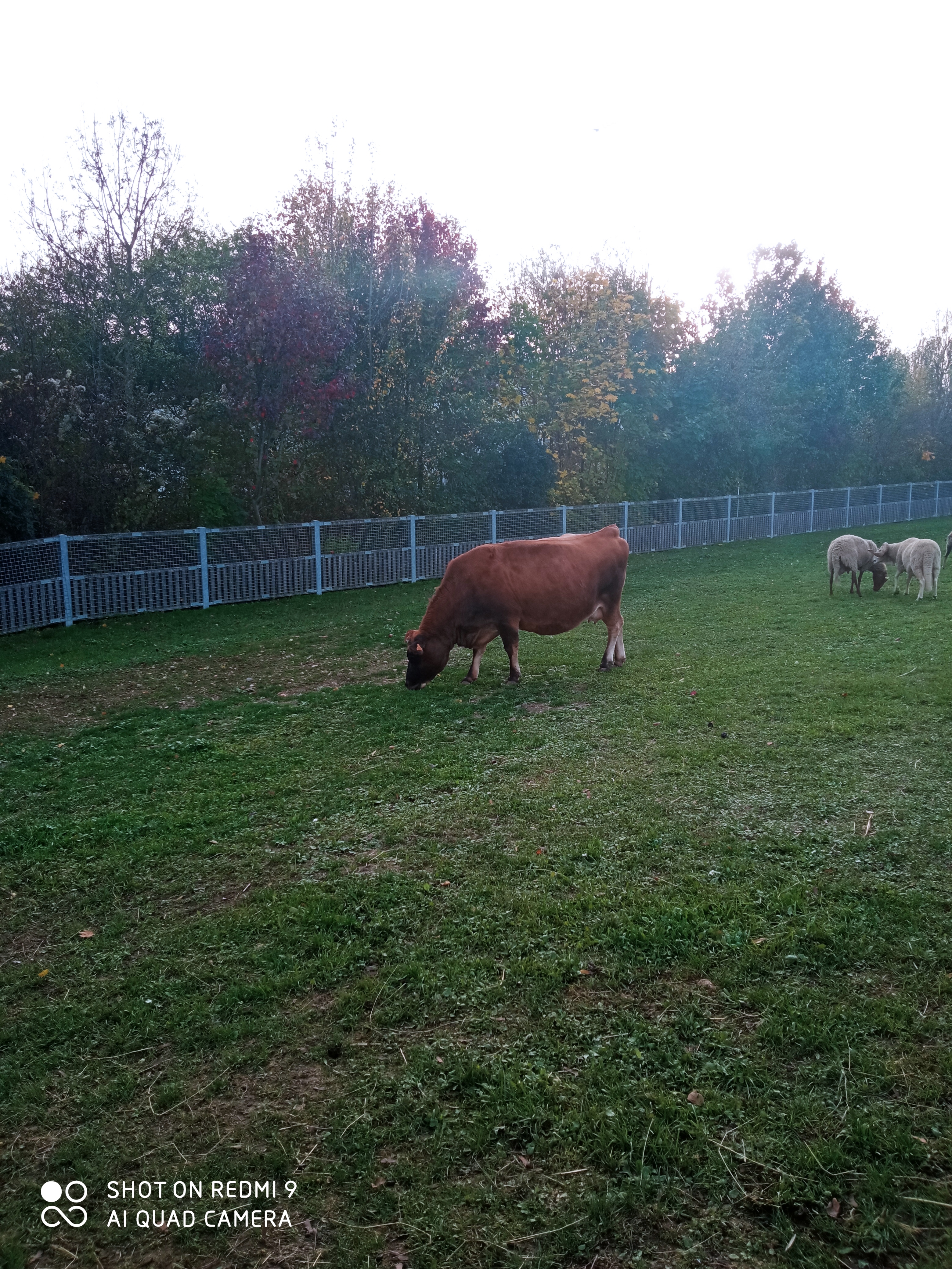 Photo n° 25 de l'avis de reseauoutremer.2 fait le 07/11/2020 à 18:39