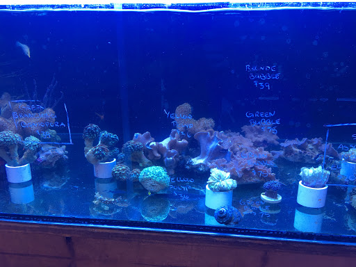 Aquarium Shop «Aquarium Arts», reviews and photos, 1810 W Baseline Rd #1, Mesa, AZ 85202, USA
