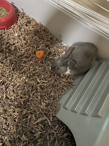 Pet Supply Store «Pet Supermarket», reviews and photos, 4100 N Wickham Rd #117, Melbourne, FL 32935, USA