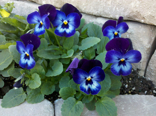 Garden Center «Lake Anna Nursery», reviews and photos, 71 Oak Grove Dr, Mineral, VA 23117, USA