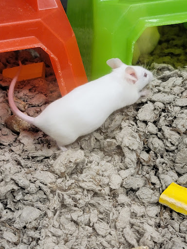 Pet Supply Store «Petco Animal Supplies», reviews and photos, 1050 W Covina Pkwy, West Covina, CA 91790, USA