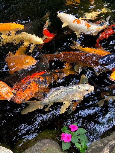 Gift Shop «Pondering Creations Farm», reviews and photos, 101 Allen St, Terryville, CT 06786, USA