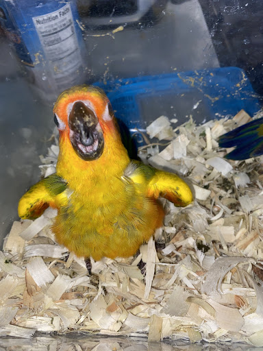 Pet Store «Paraiso De Aves», reviews and photos, 1836 W 47th St, Chicago, IL 60609, USA