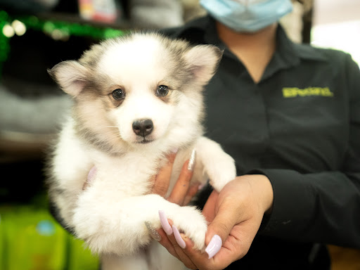 Pet Store «Petland», reviews and photos, 10289 Ulmerton Rd, Largo, FL 33771, USA