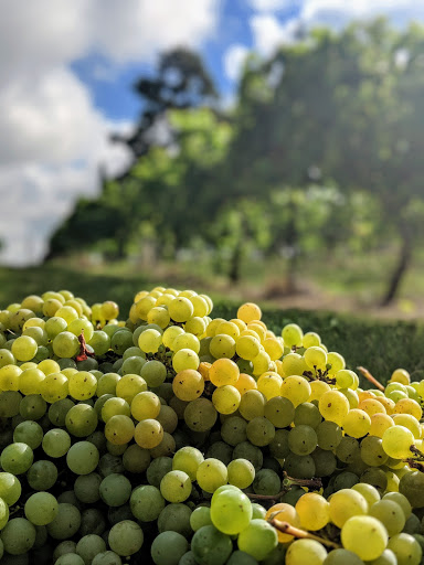 Winery «The Nice Winery», reviews and photos, 2901 West Sam Houston Pkwy N C-260, Houston, TX 77043, USA