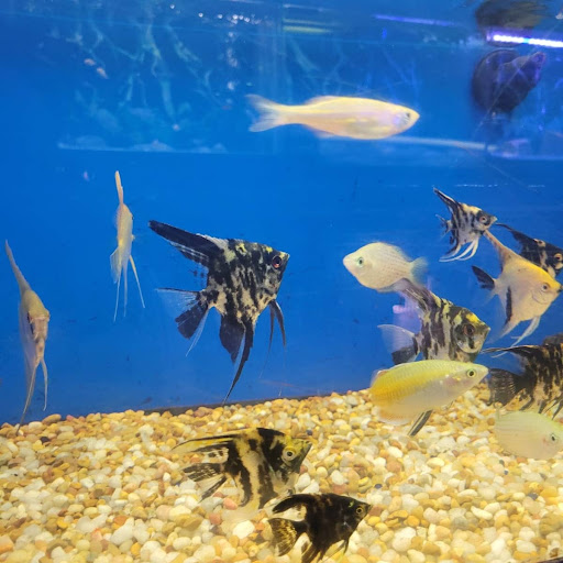 Pet Store «Coral Reef Pet Center», reviews and photos, 7723 W Lawrence Ave, Norridge, IL 60706, USA
