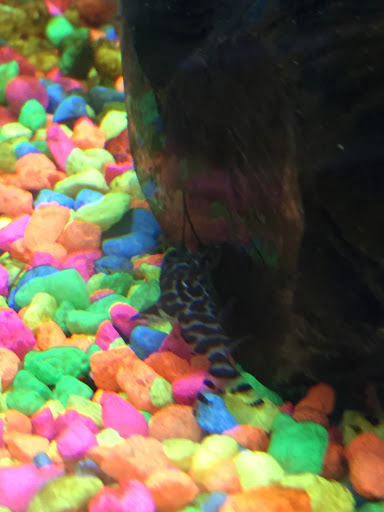 Pet Store «Critter Hut Aquarium & Pets», reviews and photos, 6637 Post Rd, North Kingstown, RI 02852, USA