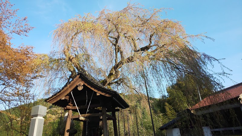 泰雲寺枝垂れ桜