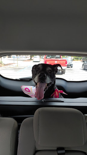 Pet Supply Store «PetSmart», reviews and photos, 11132 Abercorn St, Savannah, GA 31419, USA