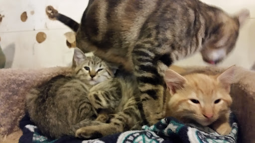 Pet Store «Next to Nature», reviews and photos, 4543 California Ave SW, Seattle, WA 98116, USA