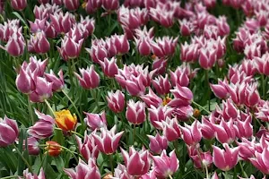 Tulips For Mothers image