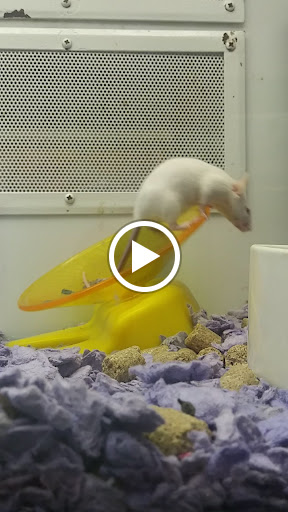 Pet Supply Store «Petco Animal Supplies», reviews and photos, 5215 Lakewood Blvd, Lakewood, CA 90712, USA